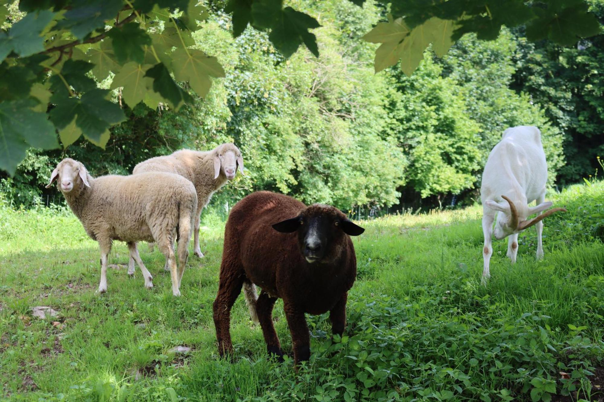 Ferienhof Millinghof Leogang Zewnętrze zdjęcie