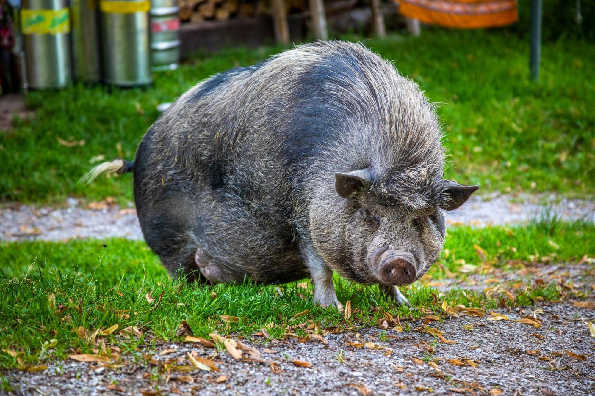 Ferienhof Millinghof Leogang Zewnętrze zdjęcie